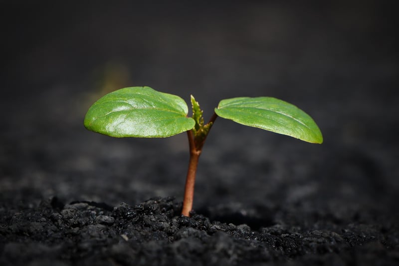 Earth and Environment