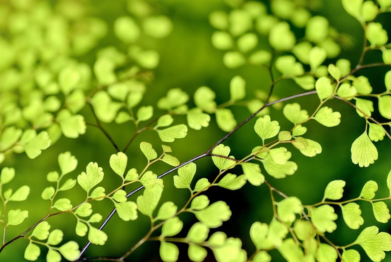 Green Leaf and Nature